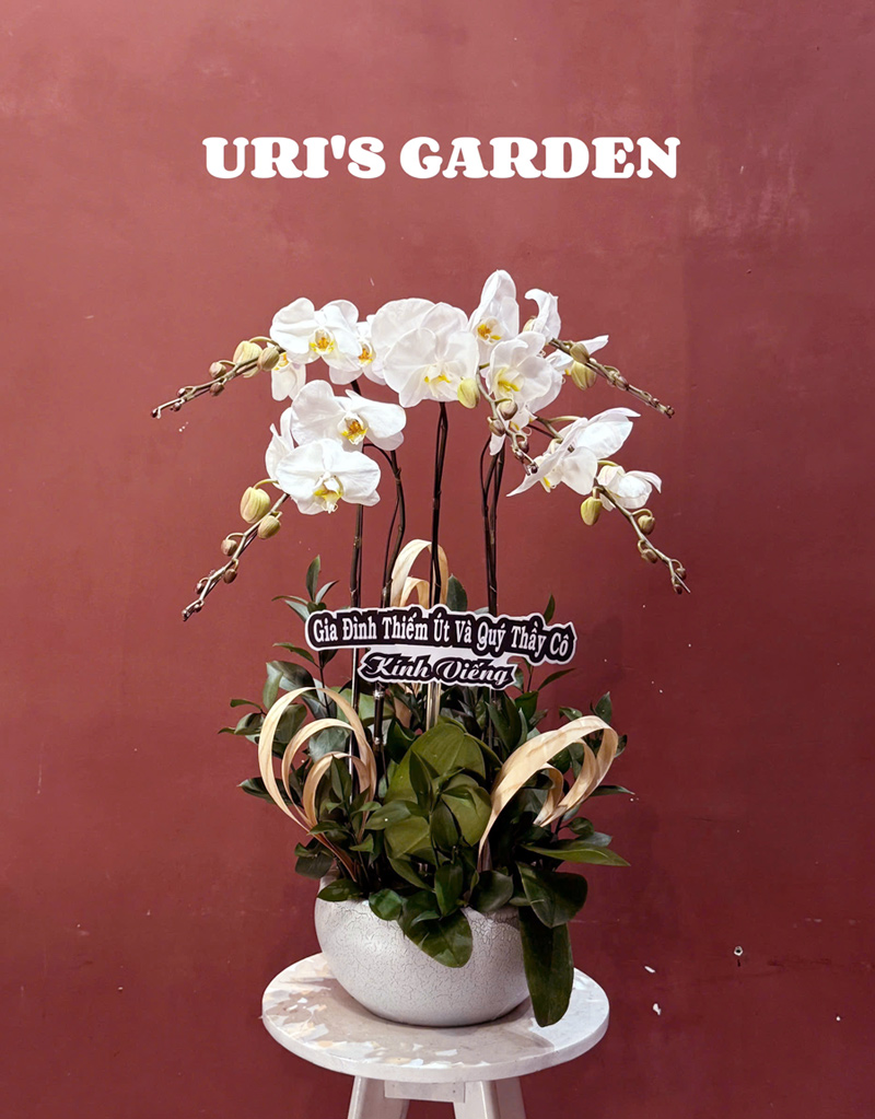 lan-ho-diep-mau-moi-1