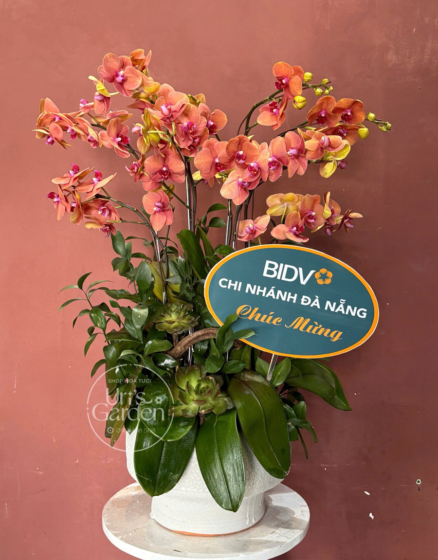 lan-ho-diep-mau-moi-10