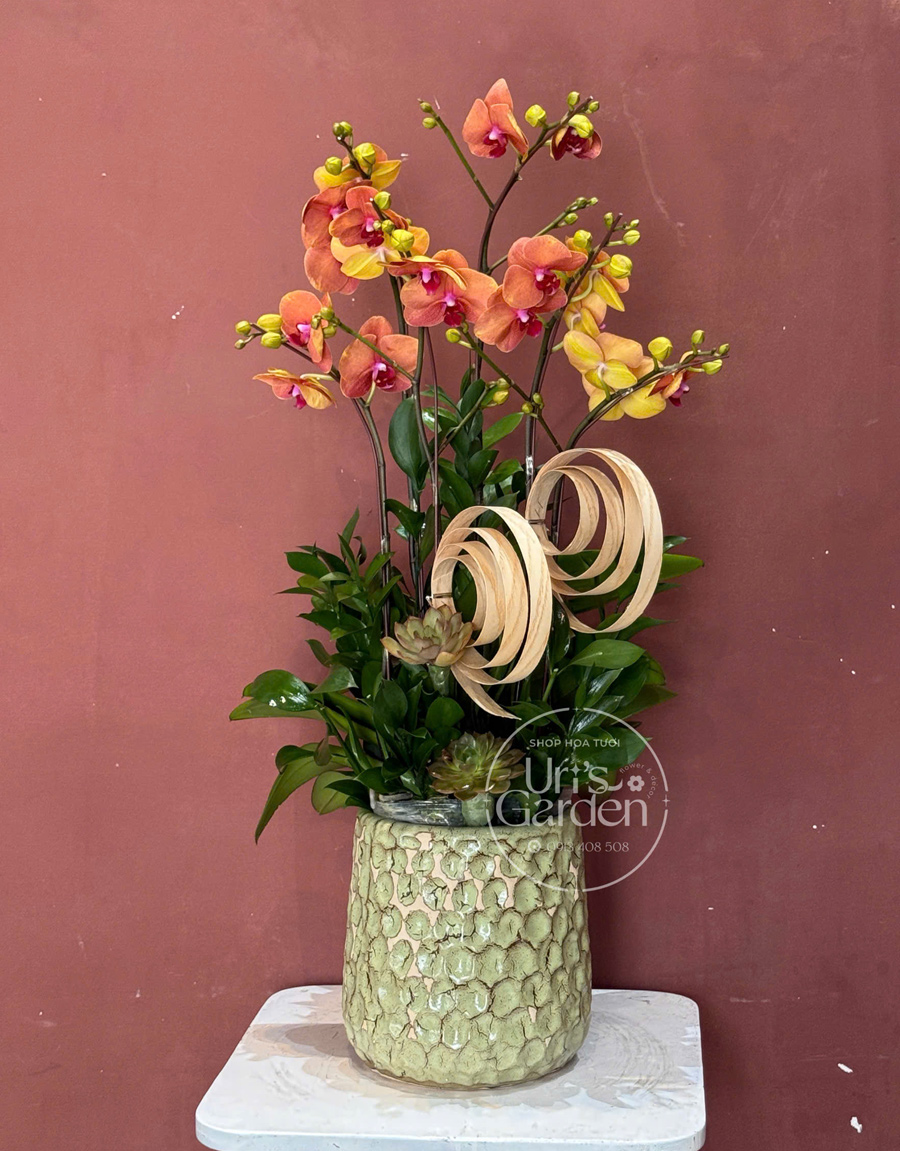 lan-ho-diep-mau-moi-11