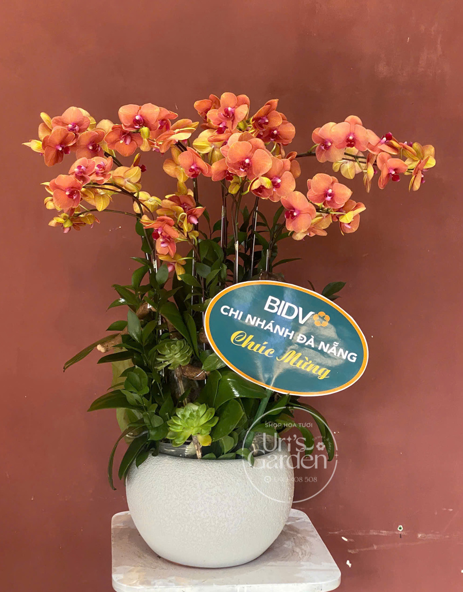 lan-ho-diep-mau-moi-12