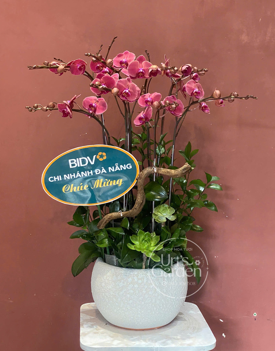 lan-ho-diep-mau-moi-13