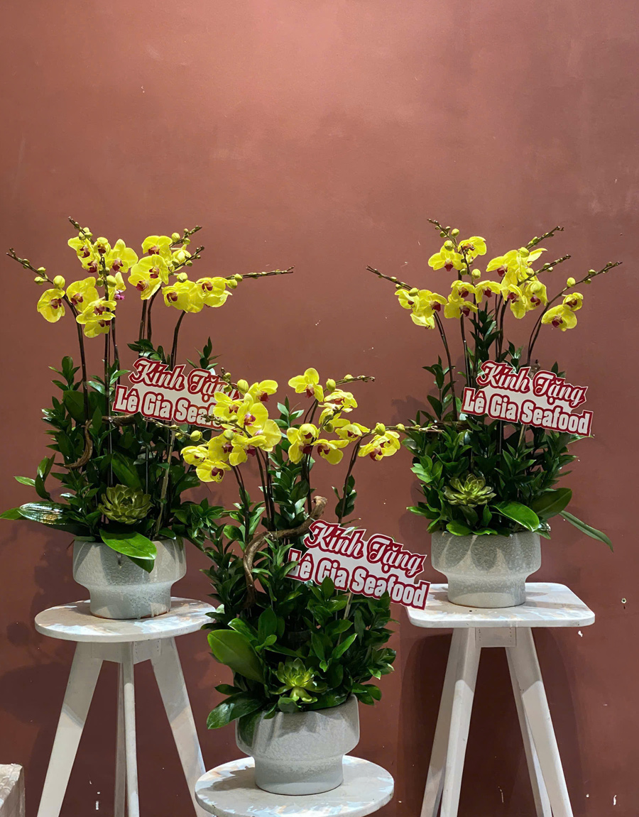 lan-ho-diep-mau-moi-15