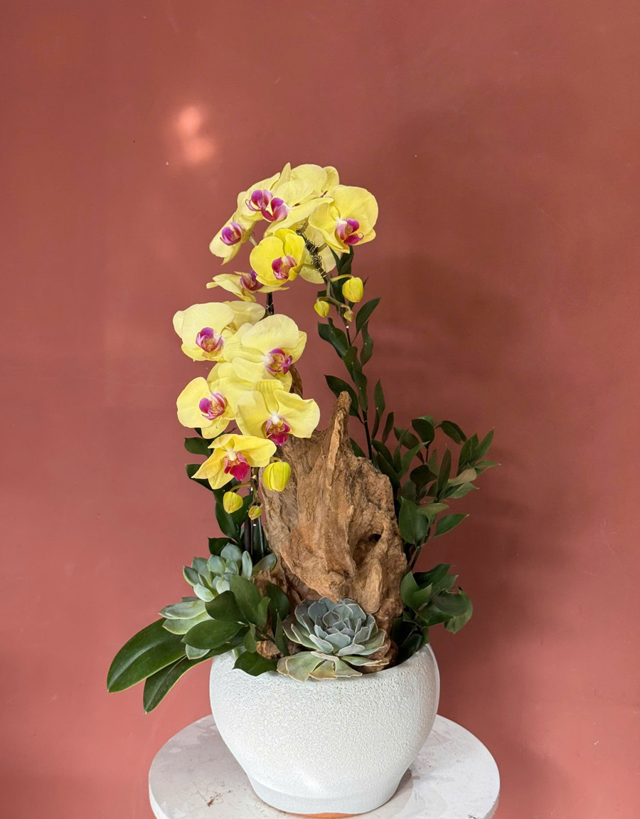 lan-ho-diep-mau-moi-19