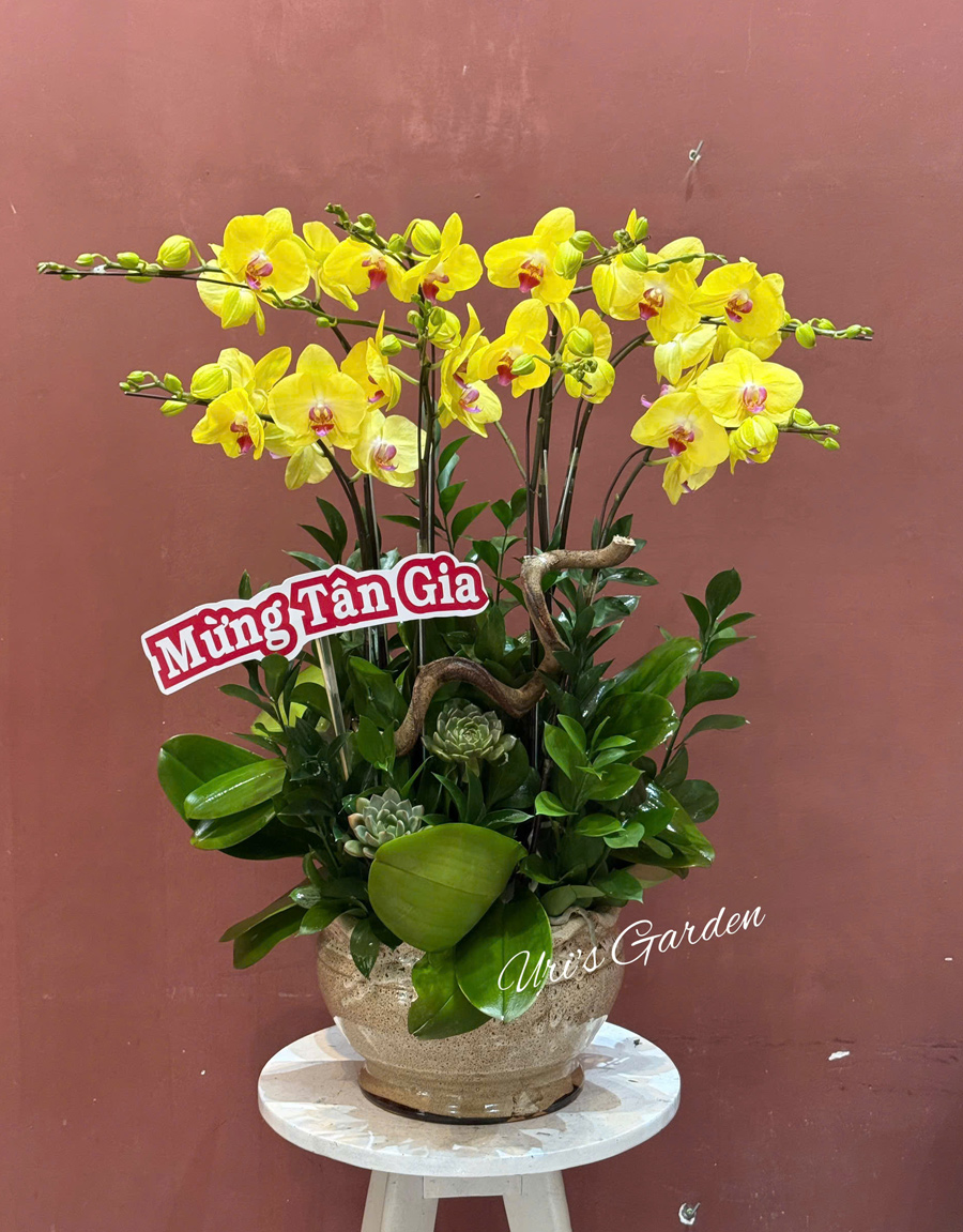 lan-ho-diep-mau-moi-2