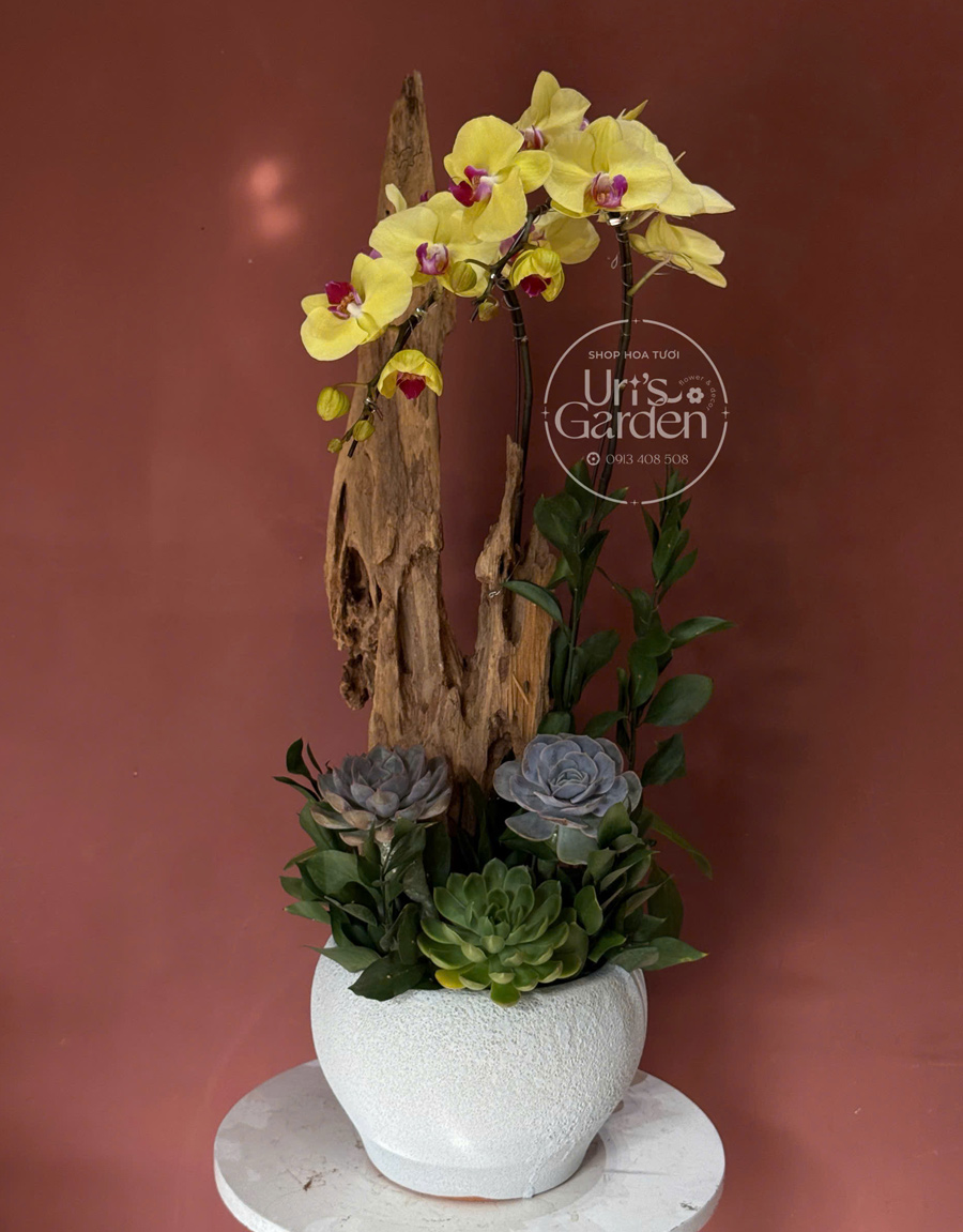 lan-ho-diep-mau-moi-20