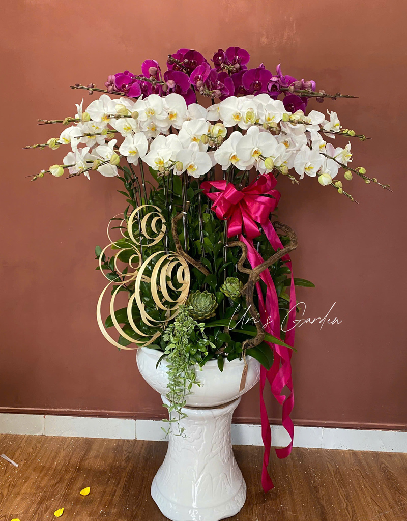 lan-ho-diep-mau-moi-2025-1