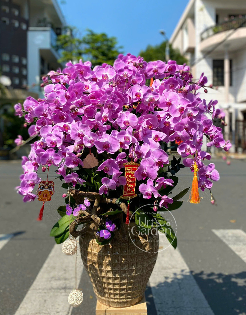 lan-ho-diep-mau-moi-2025-10