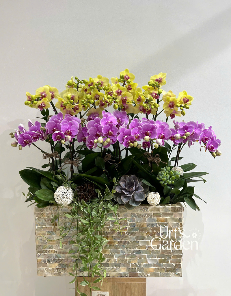 lan-ho-diep-mau-moi-2025-12