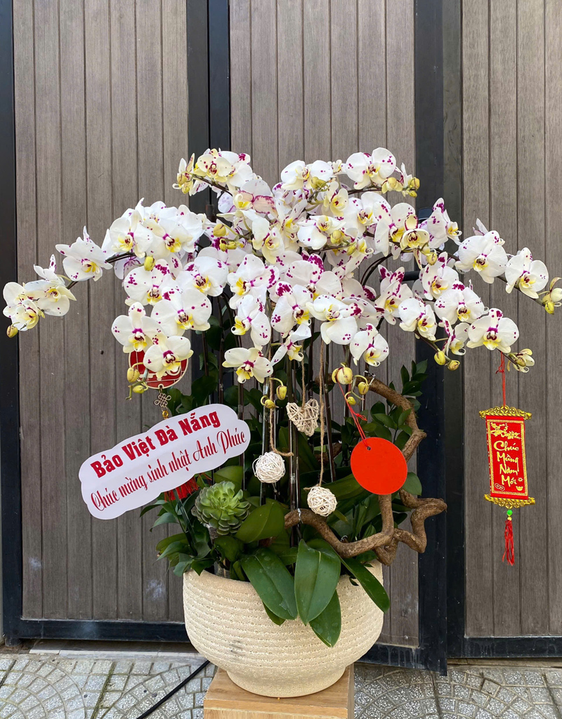 lan-ho-diep-mau-moi-2025-14