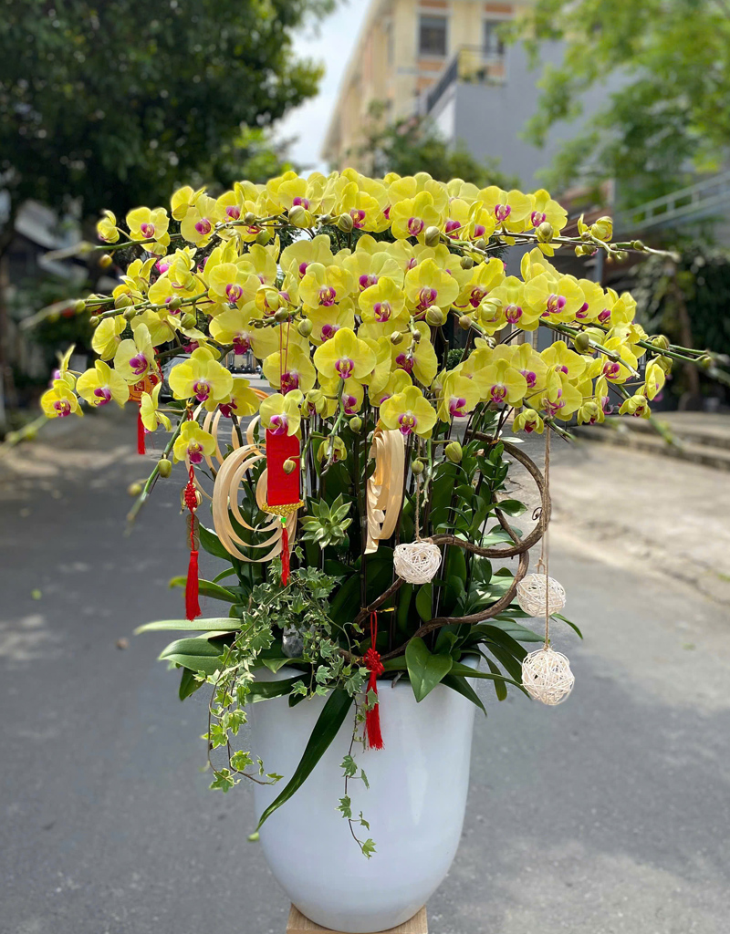 lan-ho-diep-mau-moi-2025-15