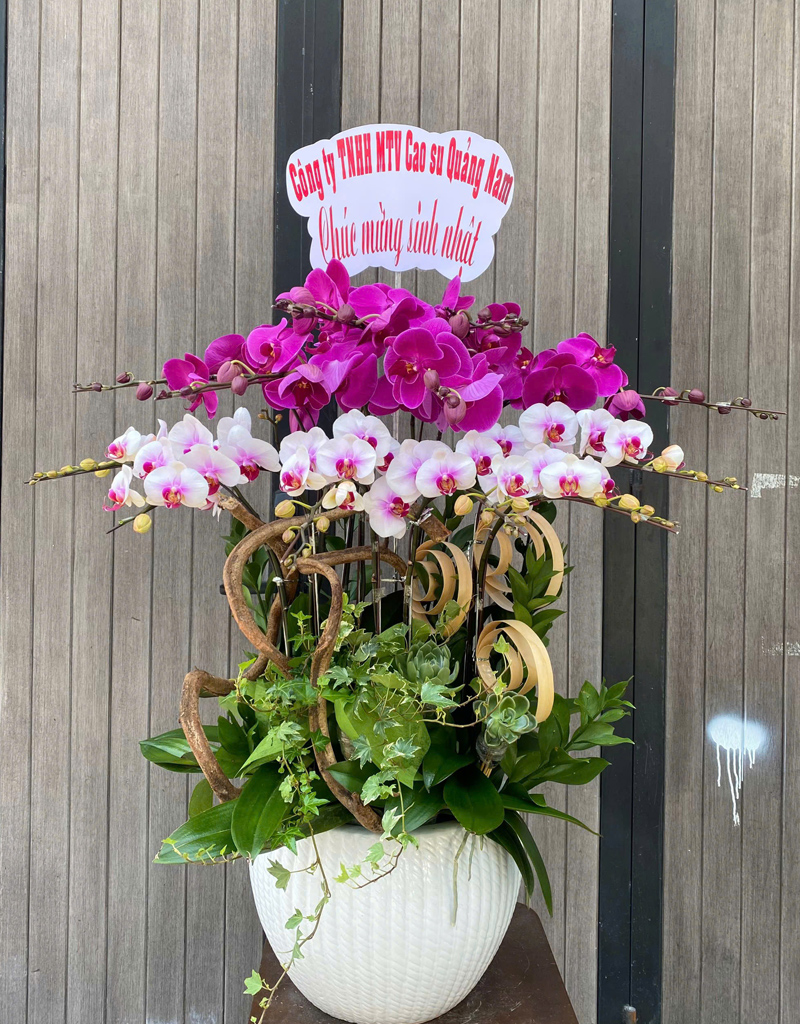 lan-ho-diep-mau-moi-2025-16