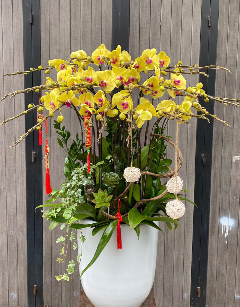 lan-ho-diep-mau-moi-2025-17