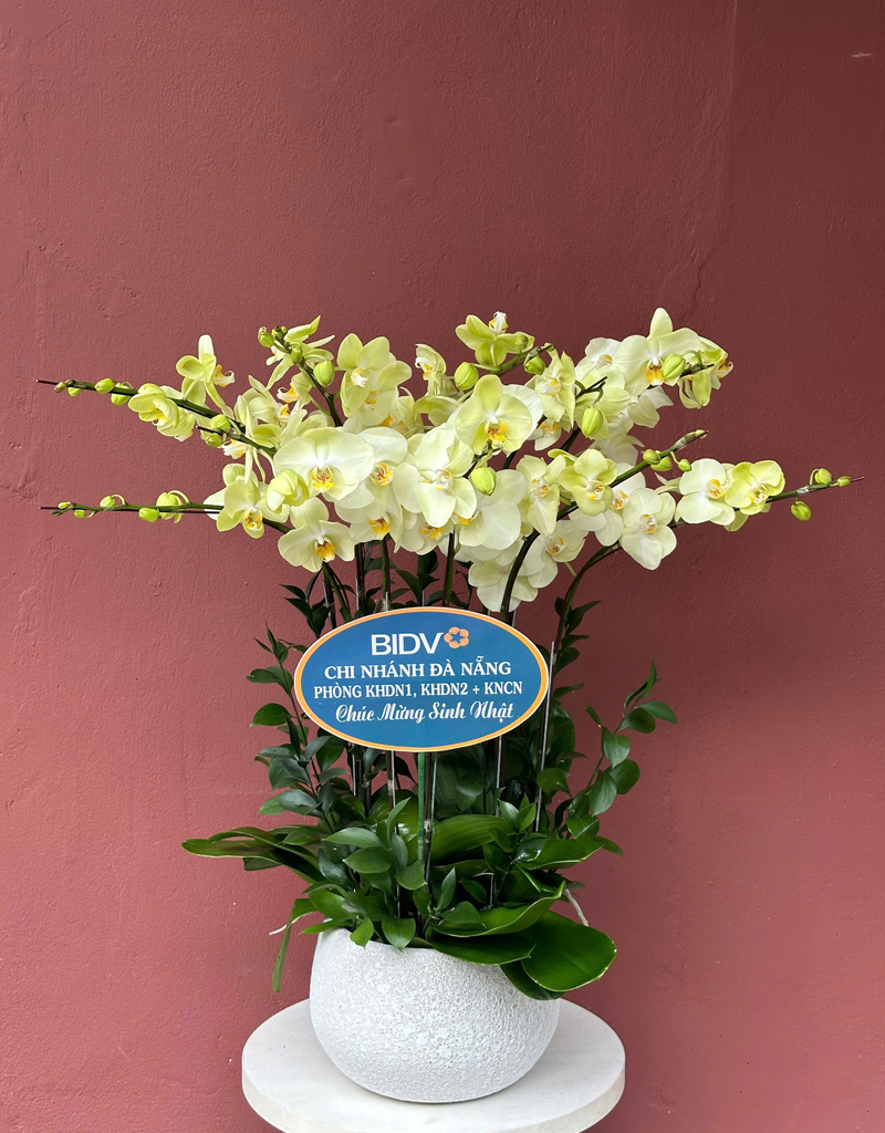 lan-ho-diep-mau-moi-2025-2