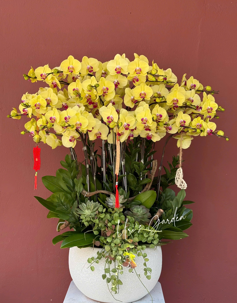 lan-ho-diep-mau-moi-2025-6