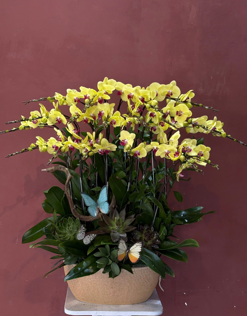 lan-ho-diep-mau-moi-2025-8