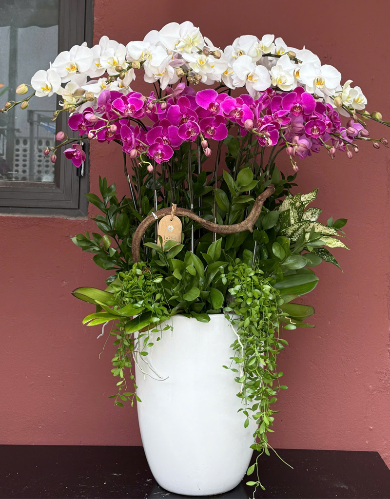 lan-ho-diep-mau-moi-2025-9