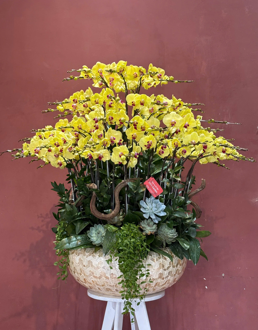 lan-ho-diep-mau-moi-23