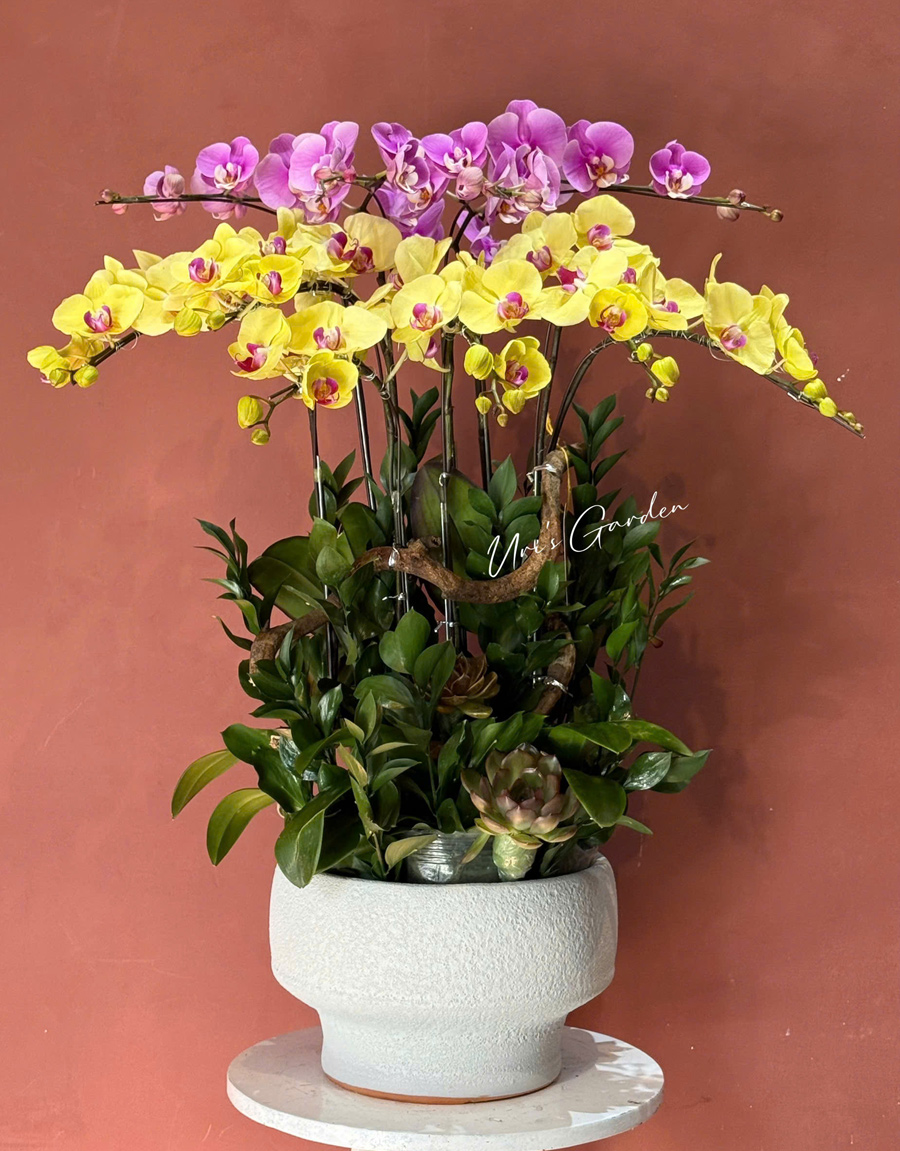 lan-ho-diep-mau-moi-24