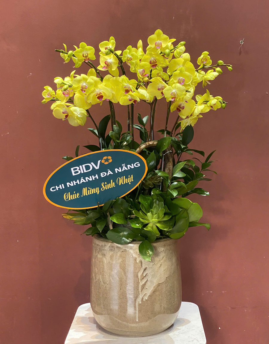 lan-ho-diep-mau-moi-25