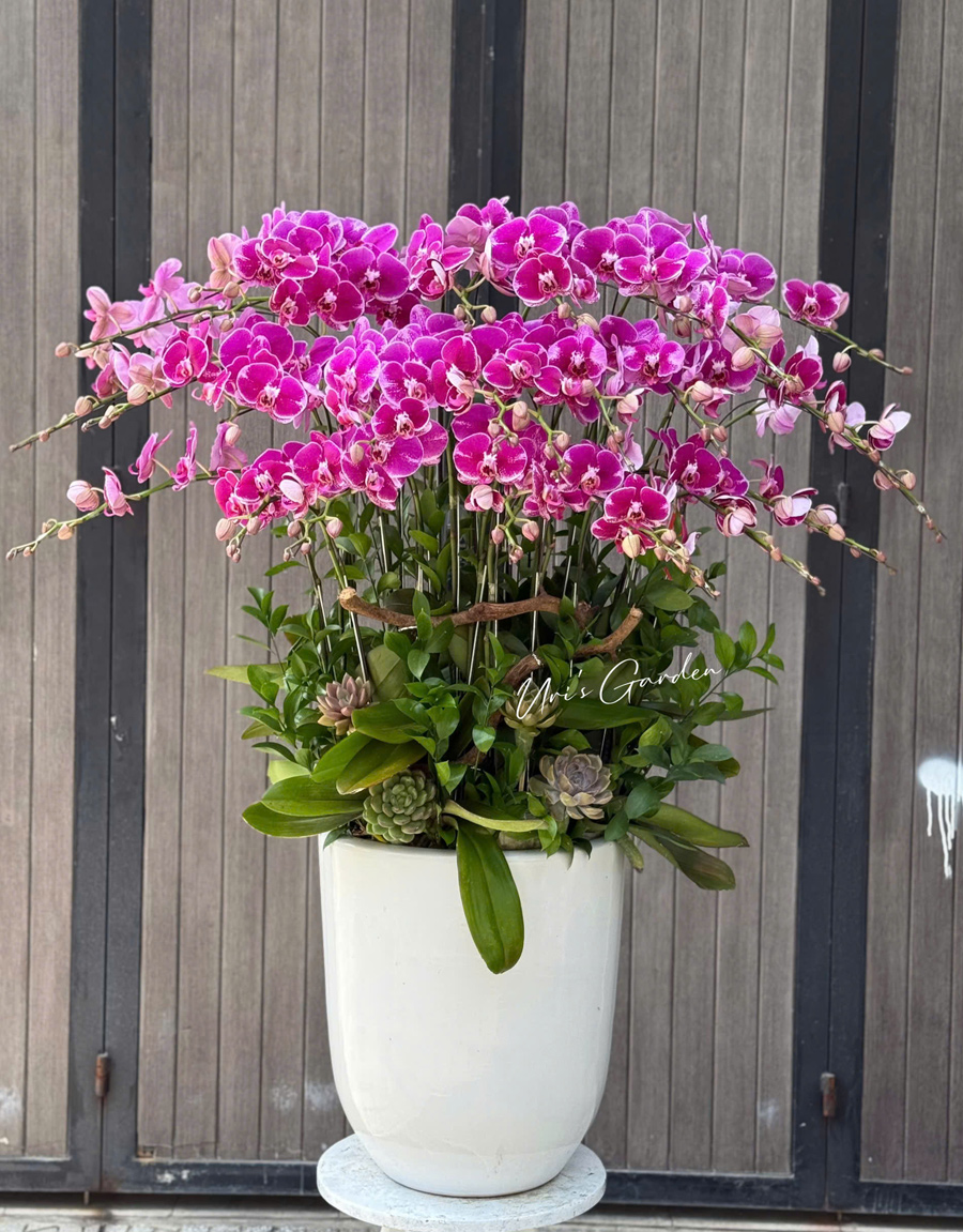 lan-ho-diep-mau-moi-29