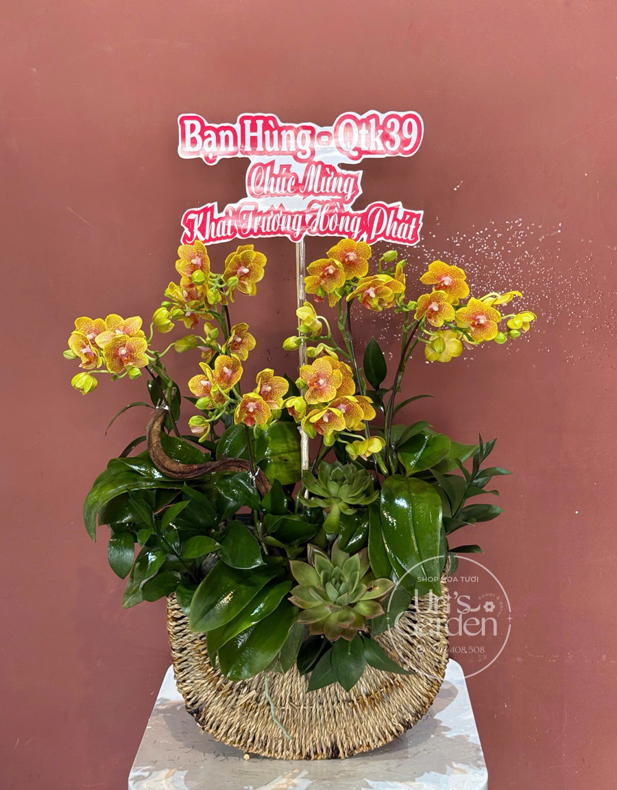 lan-ho-diep-mau-moi-33