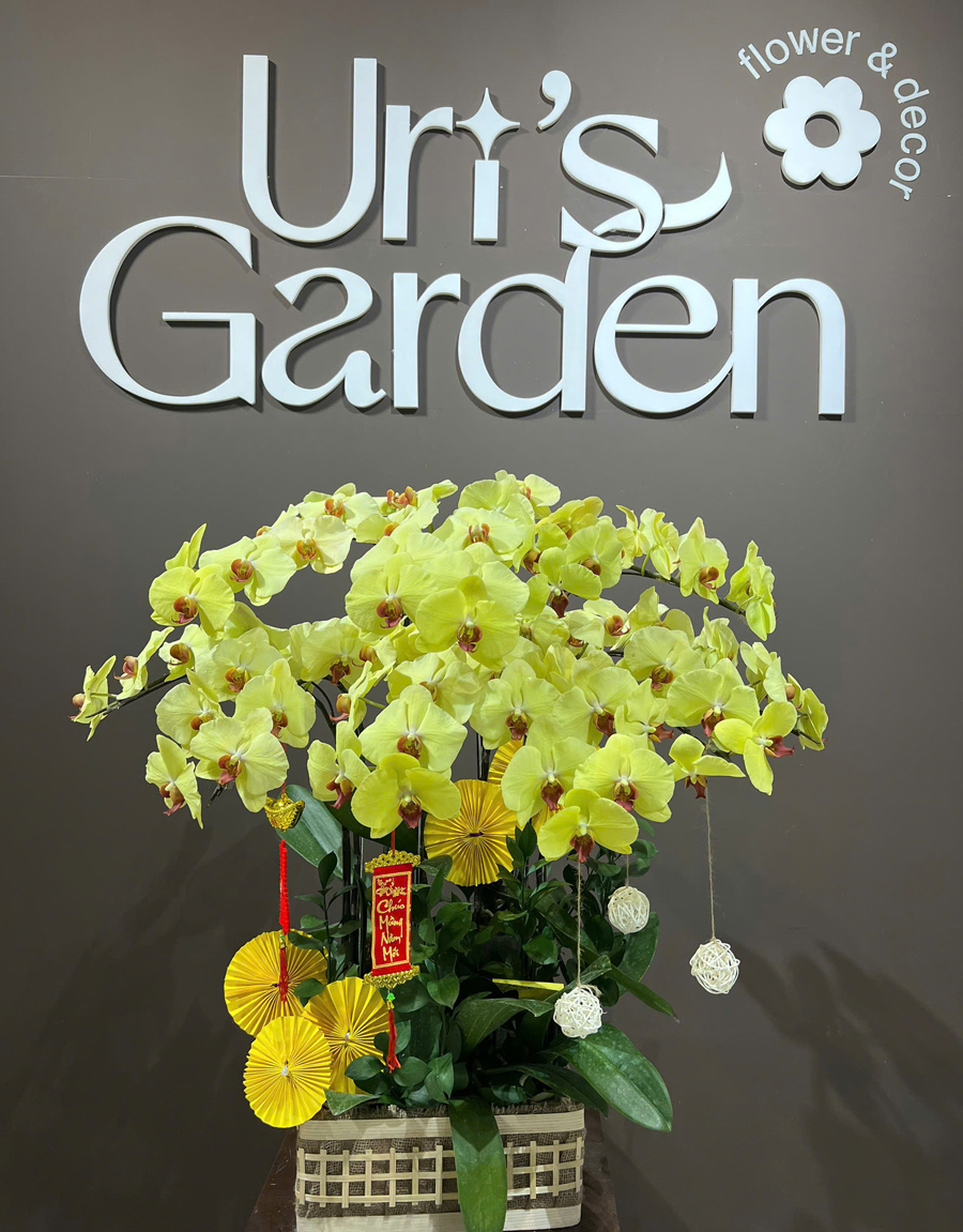 lan-ho-diep-mau-moi-53