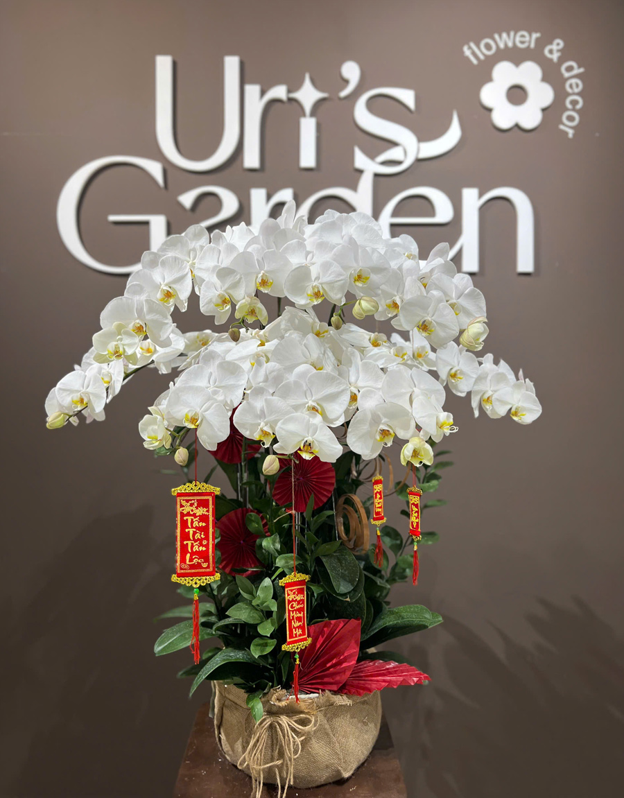 lan-ho-diep-mau-moi-56