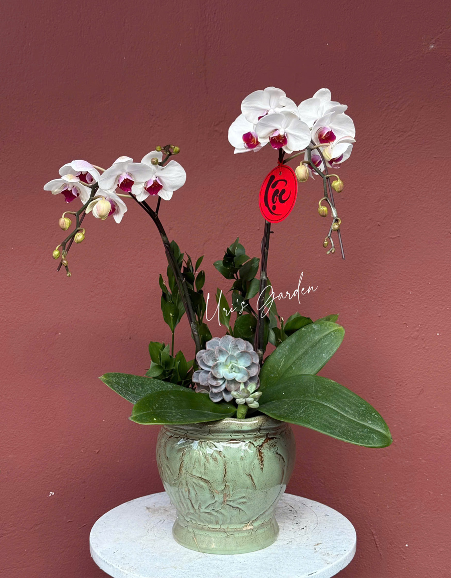 lan-ho-diep-mau-moi-62