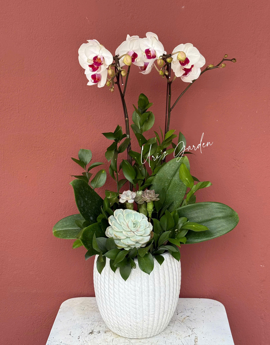 lan-ho-diep-mau-moi-63