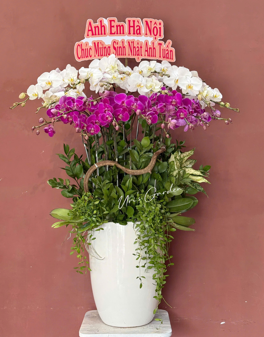 lan-ho-diep-mau-moi-64