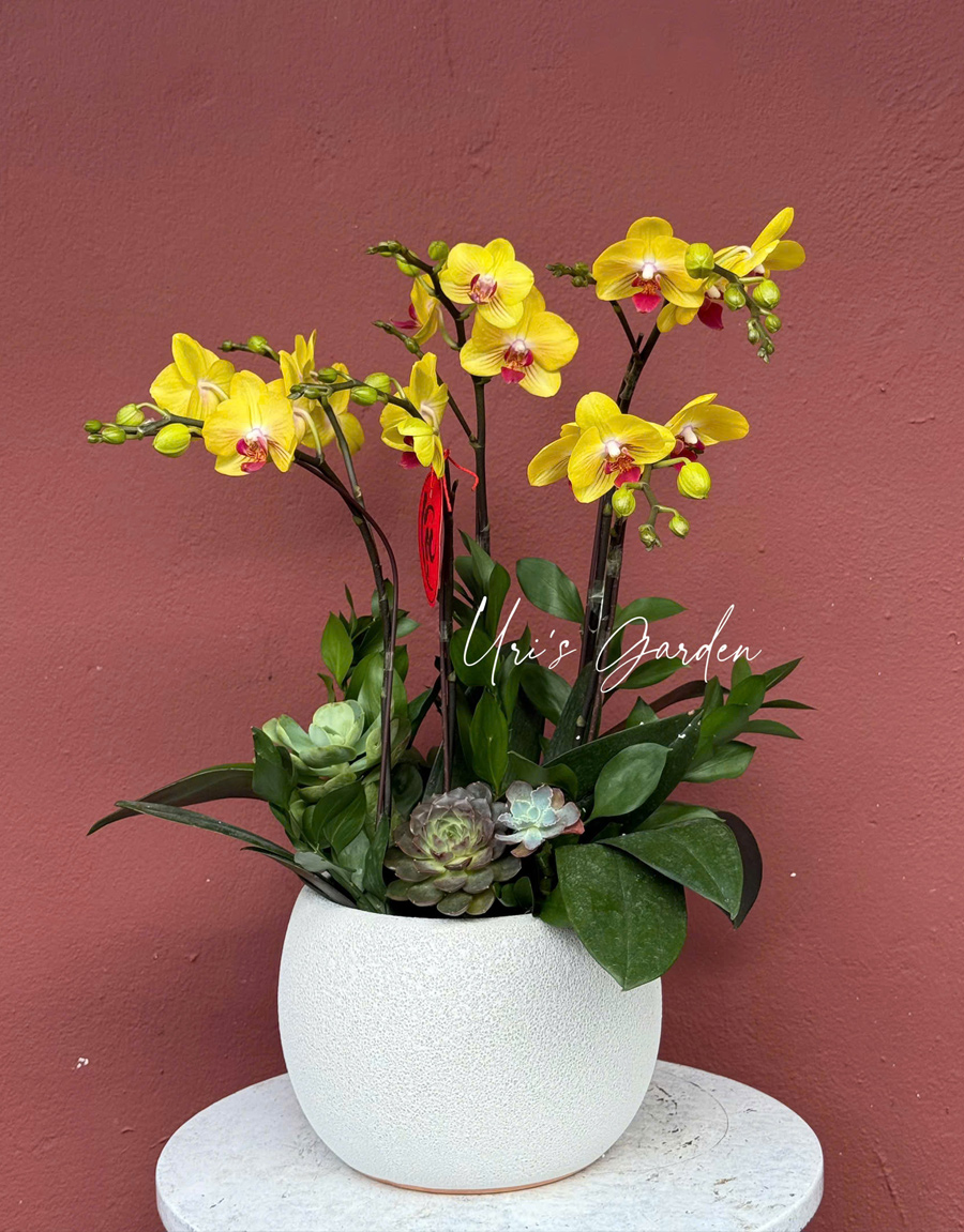 lan-ho-diep-mau-moi-65