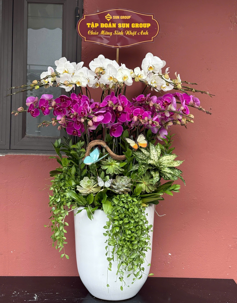 lan-ho-diep-mau-moi-66