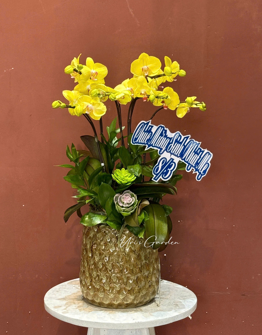 lan-ho-diep-mau-moi-67