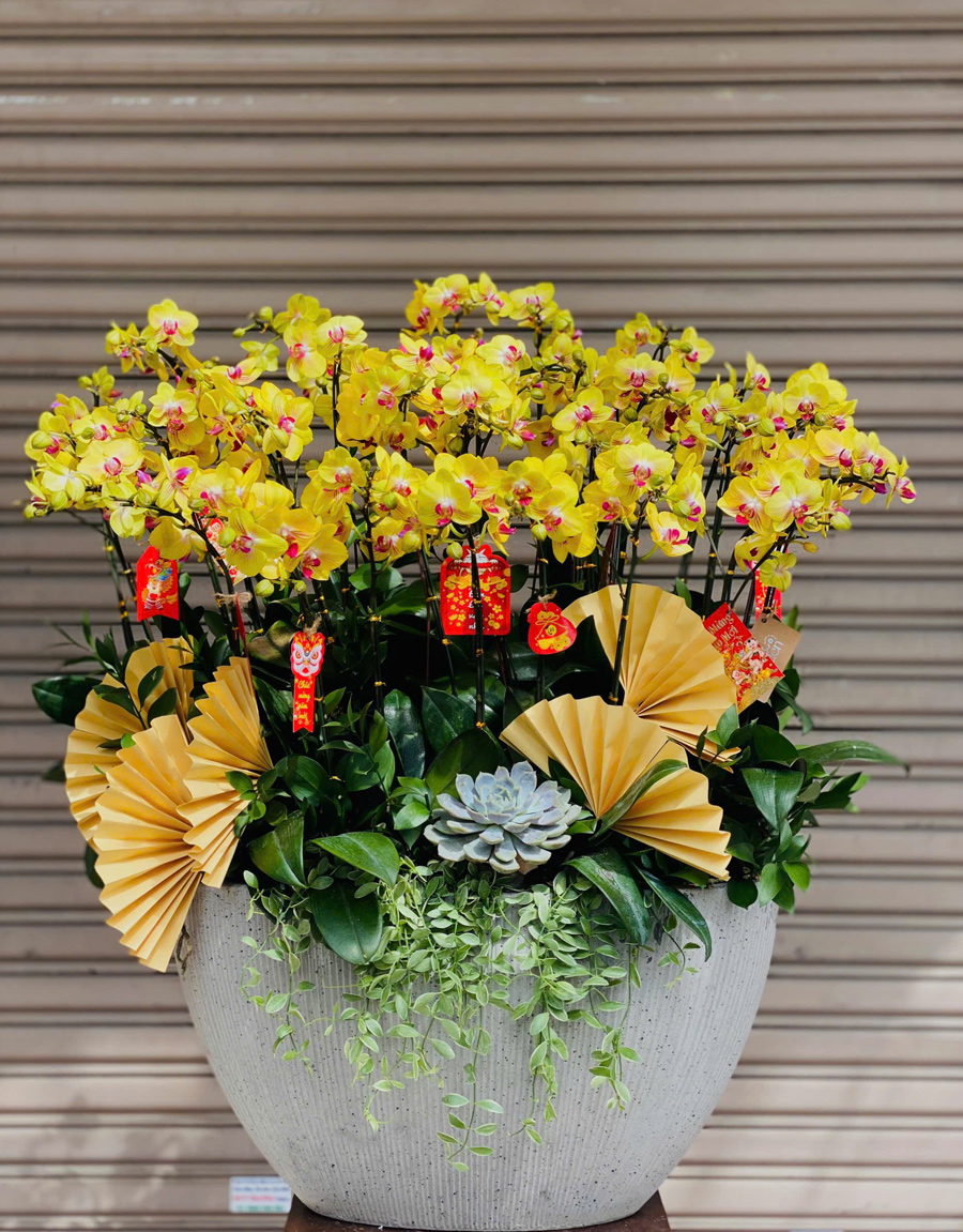 lan-ho-diep-mau-moi-68