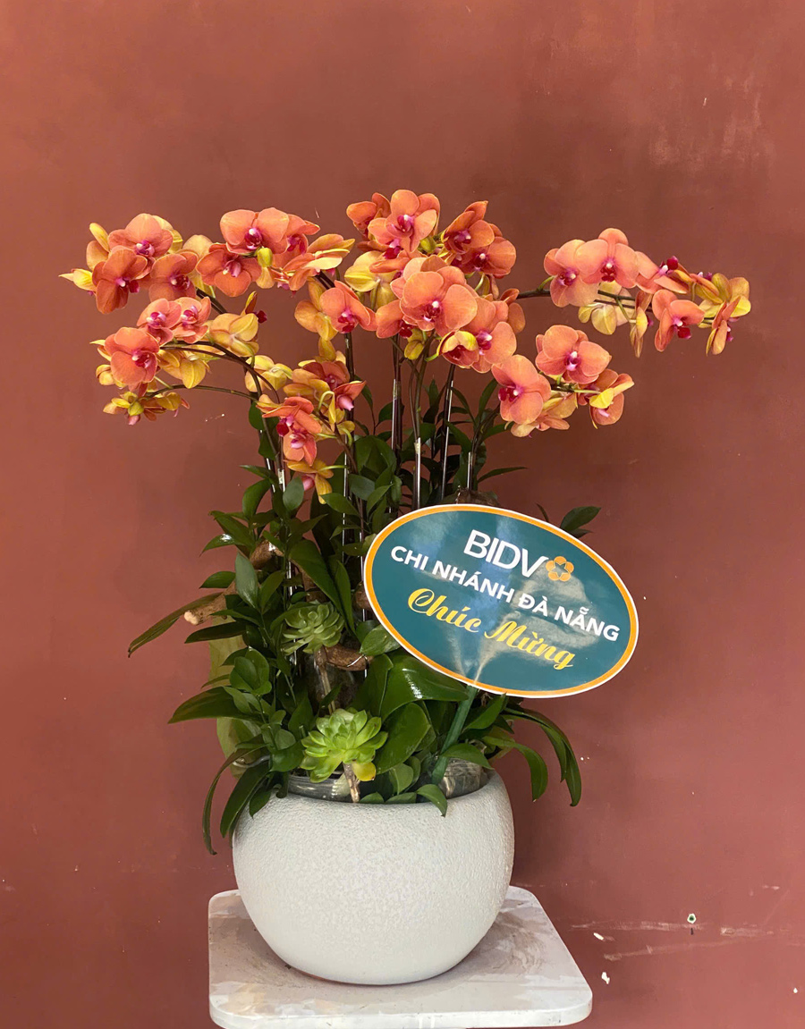 lan-ho-diep-mau-moi-7