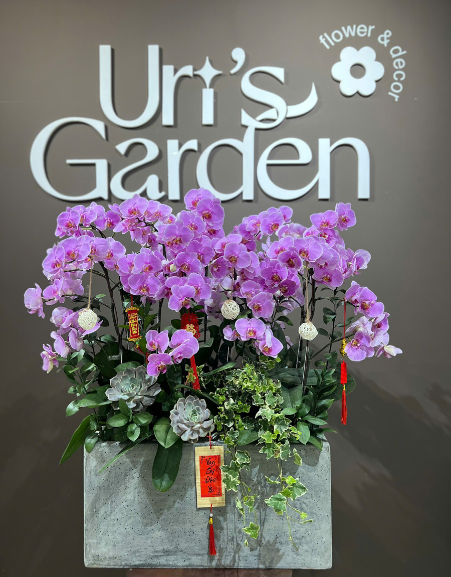 lan-ho-diep-mau-moi-71