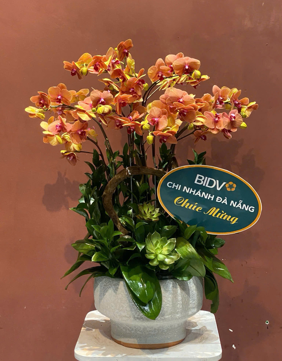 lan-ho-diep-mau-moi-8