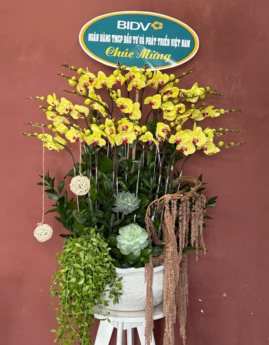 lan-ho-diep-mau-moi-9